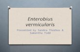 Enterobius vermicularis Presented by Sandra Thorbus & Samantha Todd.