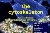 The cytoskeleton Miklós Nyitrai Department of Biophysics, University of Pécs, Pécs, Hungary. EMBO Ph.D. course Heidelberg, Germany September, 2005.