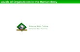 Science Prof Online Online Education Resources Levels of Organization in the Human Body.