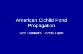 American Cichlid Pond Propagation Don Conkel’s Florida Farm.