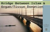 Bridge Between Islam & Organ/Tissue Donation. What is Islam?  Islam The monotheistic religion where Allah is the One and only God, worshipped by followers.