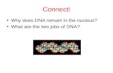 Connect! Why does DNA remain in the nucleus? What are the two jobs of DNA?