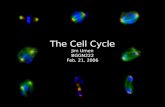 The Cell Cycle Jim Umen BGGN222 Feb. 21, 2006. Outline of Class 1. History and fundamentals 7. Discussion of papers 2. MPF and the discovery of CDKs 5.