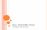 C ELL D IVISION C YCLE Kanokporn Boonsirichai. T WO T YPES OF C ELL D IVISION Mitosis Chromosome number is preserved. Meiosis Chromosome number is reduced.