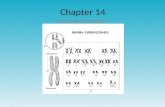 Chapter 14 Human Genetics. Human Genes and Chromosomes 31 thousand genes located over 46 chromosomes Autosomes – 22 pairs (44 total) Sex Chromosomes –
