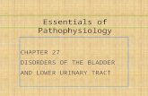Essentials of Pathophysiology CHAPTER 27 DISORDERS OF THE BLADDER AND LOWER URINARY TRACT.