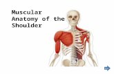 Muscular Anatomy of the Shoulder Start. Learning muscular anatomy takes time and memorization. This module will assist you in the process. Study each.