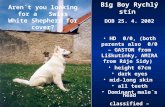 Aren´t you looking for a Swiss White Shepherd for cover? Big Boy Rychlý stín DOB 25. 4. 2002 HD 0/0, (both parents also 0/0 – GASTON from Liškutínky, AMIRA.