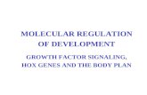 MOLECULAR REGULATION OF DEVELOPMENT GROWTH FACTOR SIGNALING, HOX GENES AND THE BODY PLAN.