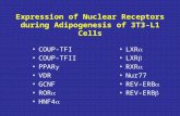 Expression of Nuclear Receptors during Adipogenesis of 3T3-L1 Cells COUP-TFI COUP-TFII PPAR  VDR GCNF ROR  HNF4  LXR  LXR  RXR  Nur77 REV-ERB  REV-ERB.