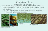 Chapter 7 - Photosynthesis Almost all plants are photosynthetic autotrophs, as are some bacteria and protists –They generate their own organic matter through.