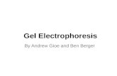 Gel Electrophoresis By Andrew Gioe and Ben Berger.
