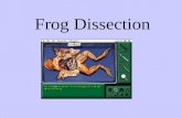Frog Dissection. Scientists believe other vertebrates evolved from BONY LOBE-FINNED fish.