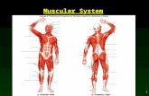 1 Muscular System. 2 Outline Types and Functions of Muscles – Smooth – Cardiac – Skeletal Muscle Innervation Whole Muscle Contraction – Oxygen Deficit.