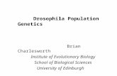 Drosophila Population Genetics Brian Charlesworth Institute of Evolutionary Biology School of Biological Sciences University of Edinburgh.