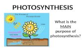 PHOTOSYNTHESIS What is the MAIN purpose of photosynthesis?