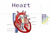 Heart. A large muscle which pumps blood throughout the body.