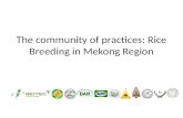 The community of practices: Rice Breeding in Mekong Region.