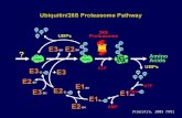 [Vierstra, 2003 TIPS]. Ubiquitin/26S proteasome pathway Ub + ATP E1 E3 E2 Target Ub Target 26S proteasome UbiquitinationProteolysis + ATP Simplified.