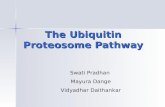 The Ubiquitin Proteosome Pathway The Ubiquitin Proteosome Pathway Swati Pradhan Mayura Dange Vidyadhar Daithankar.