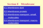 Section E Membrane E1 Membrane lipid E2 Membrane protein E3 Membrane transport: small molecules E4 Membrane transport: macro- molecules.
