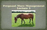 Pregnant Mare Management. Proper mare management is essential: To ensure the birth of a live foal Mare classifications: Pregnant Open Barren Maiden Wet.