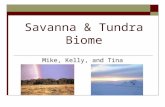 Savanna & Tundra Biome Mike, Kelly, and Tina. Savanna Biome  It occurs in regions that has a distinct wet/dry climate category.  Dry season in the winter.