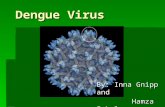 Dengue Virus By: Inna Gnipp and Hamza Iqbal Hamza Iqbal.