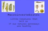 Macroinvertebrates Little Creatures that tell us If our natural waterways are healthy.