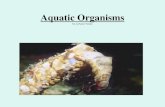 Aquatic Organisms by LeAnne Yenny. Benthic Macroinvertebrates Used as bioindicator organisms The presence or absence of these organisms in a stream can.
