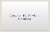 Chapter 10, Phylum Mollusca. Characteristics of Phylum Mollusca Bilaterally Symmetrical, Protostome development, and Coelomate body cavity. Molluscs have.