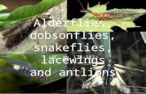 (EE, pp. 174-187) Alderflies, dobsonflies, snakeflies, lacewings and antlions.