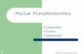 Phylum Platyhelminthes 1 Flatworms Flukes Tapeworms.