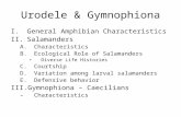 Urodele & Gymnophiona I.General Amphibian Characteristics II.Salamanders A.Characteristics B.Ecological Role of Salamanders Diverse Life Histories C.Courtship.