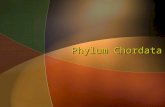 Phylum Chordata. What Is A Chordate? 4 characteristics present at some stage of life 1.A dorsal, hollow nerve cord (called spinal cord in vertebrates)
