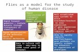 Flies as a model for the study of human disease Rapid forward genetics – isolate mutants through transposons or chemical mutagenesis Rapid forward genetics.