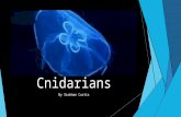 Cnidarians By Siobhan Curtis. What is a Cnidarian?  Greek from the word “Knide” meaning “Nettle” because they can sting.  10,000 Different species found.