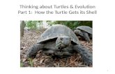 Thinking about Turtles & Evolution Part 1: How the Turtle Gets its Shell 1.