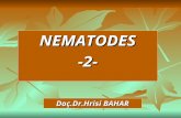 NEMATODES-2- Doç.Dr.Hrisi BAHAR. Hookworms of medical importance & Trichinella spiralis Filarial worms W.bancroftii Doç.Dr.Hrisi BAHAR.