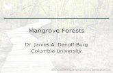 James A. Danoff-Burg, Columbia University, jd363@columbia.edu Mangrove Forests Dr. James A. Danoff-Burg Columbia University.