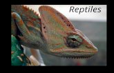 Reptiles. Scientists believe other land vertebrates evolved from BONY LOBE-FINNED fish.