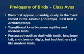 Phylogeny of Birds – Class Aves Birds first appear, unambiguously, in the fossil record in the Jurassic ( ~ 150 mya). First bird is Archaeopteryx. Transitional.