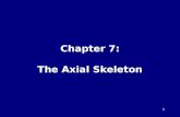 Chapter 7: The Axial Skeleton 1. Human Skeleton Human Skeleton = 206 Bones 1.Axial Skeleton: -longitudinal axis -80 bones 2.Appendicular Skeleton: -limbs.