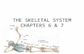 THE SKELETAL SYSTEM CHAPTERS 6 & 7. The Skeletal System Parts of the skeletal system –Bones (skeleton) –Joints –Cartilages –Ligaments Divided into two.