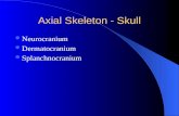 Axial Skeleton - Skull Neurocranium Dermatocranium Splanchnocranium.