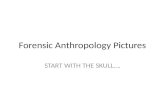 Forensic Anthropology Pictures START WITH THE SKULL….