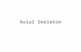 Axial Skeleton. The skeleton is divided into 2 parts, the axial and appendicular skeletons. The axial skeleton, which forms the longitudinal axis of the.
