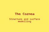 The Cornea Structure and surface modelling. The human eye.