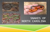 SNAKES OF NORTH CAROLINA.  Tertiary Consumers  Eat mice, birds, other snakes, lizards, frogs, fish  Helpful in controlling rodent populations  Cryptic.