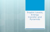 Trophic Levels, Energy transfer and Pyramids. Vocabulary  Trophic Levels – is the position an organism occupies in a food chain. It refers to food or.
